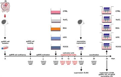 Retinal debris triggers cytotoxic damage in cocultivated primary porcine RPE cells